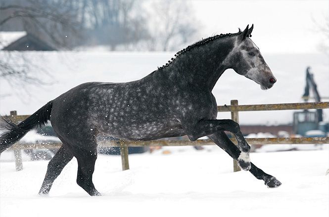 Bavarian Warmblood Stallion - Cordius M